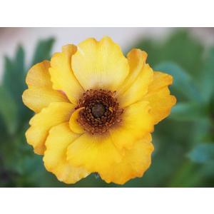 ラナンキュラス ラックス リーベラ4号ポット1株（苗 1注文同梱包1