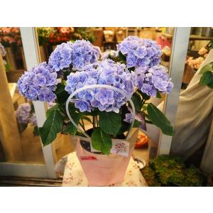 アジサイ　月影５号鉢（苗　鉢花　紫陽花　生花　開花株　NEW　げつえい　フラワーバッグは付いていません）２４