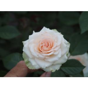 バラ苗 耐病性 強香 とげなし 超長期開花 グリーンアイ ロゼシュクレ4