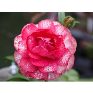 ラナンキュラス ラックス リーベラ4号ポット1株（苗 1注文同梱包1