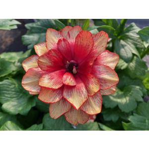 ラナンキュラスラックス　リーベラ　苗　ラベル付き ラナンキュラスラックス苗、リーベラ、ラベル付き - メルカリ