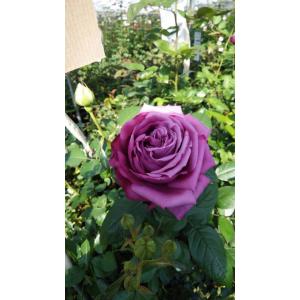 バラ苗 kn576ユニーク4号 今井清作出 切り花品種接ぎ木（植え