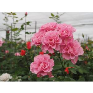 バラ苗 強香 イブ系 knR1-25 4号 今井清作出 切り花品種接ぎ木（植え