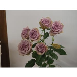 バラ苗　紫翠ラブ　超長期開花　多目的ローズ　ショートクライマー　ハンギング　４号接ぎ木（植え替えず１...