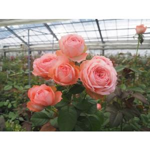 バラ苗 アルヌワブラン4号 今井清作出 切り花品種接ぎ木（植え替えず