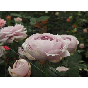 バラ苗 ココット（プリティーニーナ淡ピンク）4号 今井清作出 切り花