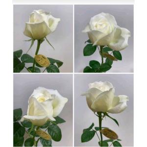 バラ苗　ケーズフェアリー　強香　矮性　香りのバラ　７号接ぎ木（苗　３株入り　生産者直送商品　四季を通じて画像１１番目の葉無し茎だけの状態でお届け）２６