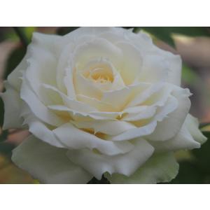 バラ苗 ローズ・ド・ディゼル4号 今井清作出 切り花品種接ぎ木（植え