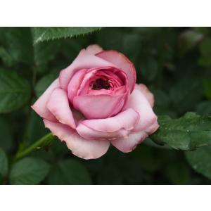 バラ苗 エトル・エマ 強香 ショートクライマー 4号接ぎ木（植え替えず