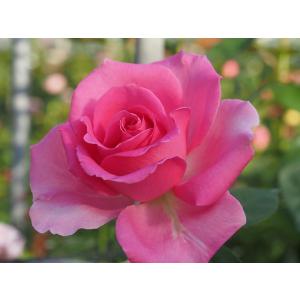 バラ苗 nak7423 4号接ぎ木（植え替えず11〜4月除き3〜4カ月で