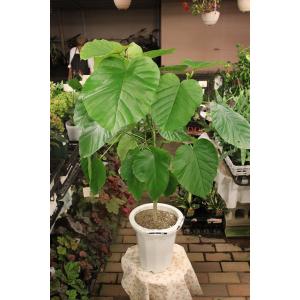 観葉植物　フィカス　ウンベラータ８号鉢ラッピング込　現品｜morinouen-store