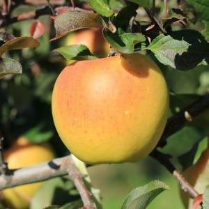 特撰訳あり　ぐんま名月　5kg