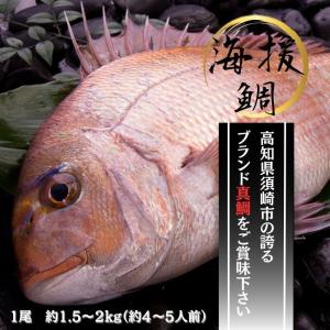 天然真鯛 マダイ 桜鯛 日本海産 2.5〜2.9キロ物 : 日本海の幸 新潟・魚