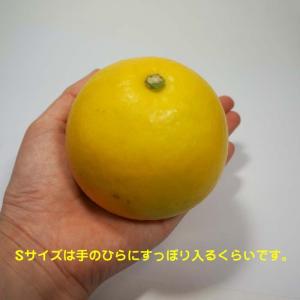 追熟 訳あり土佐文旦 4kg ご家庭用にサイズ...の詳細画像5