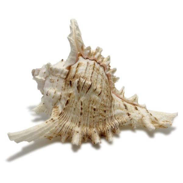 エデンの貝殻 海の贈り物 大サイズ テングガイ 貝殻 2個セット 撮影小道具 ハワイアン マリン イ...