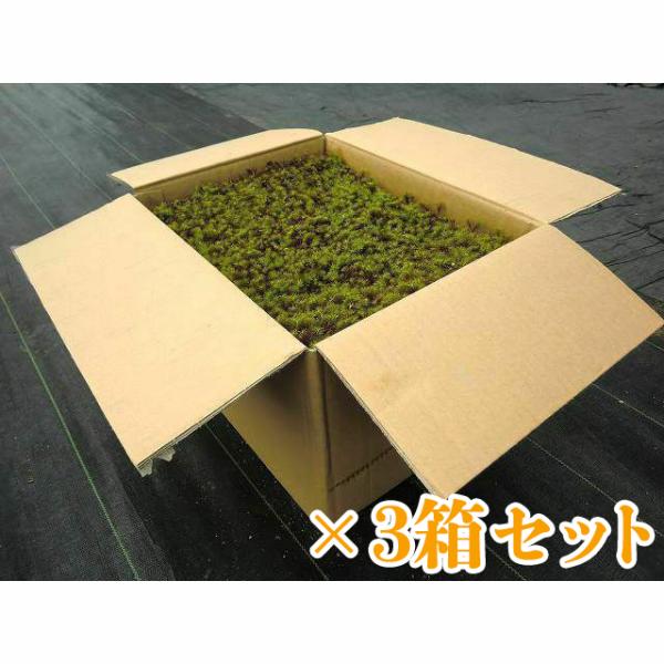 【送料無料】苔 庭園苔 スギゴケ 杉苔並品8枚入り×3箱セット（約2.4平米）