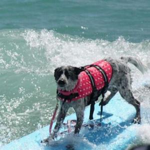 犬用 ライフジャケット 救命胴衣 浮き輪 ライ...の詳細画像1