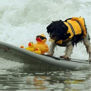 犬用 ライフジャケット 救命胴衣 浮き輪 ライ...の詳細画像3