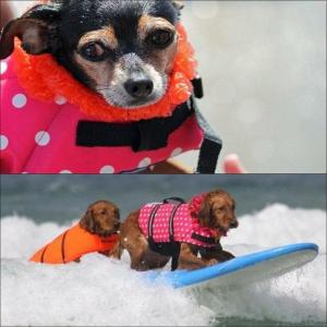 犬用 ライフジャケット 救命胴衣 浮き輪 ライ...の詳細画像5