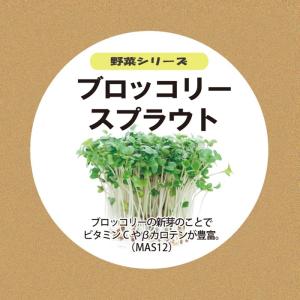 野菜の種 ブロッコリー スプラウト たね 約1g 水耕栽培用の液体肥料50ml 水耕栽培用の培地スポンジ30個 タネ 種 最安値 価格比較 Yahoo ショッピング 口コミ 評判からも探せる