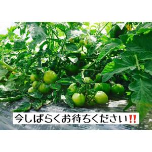夏季限定 1,000円引きで販売 09/30日...の詳細画像3