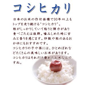 令和7年産 〈精米 コシヒカリ 2kg〉 宮城...の詳細画像2
