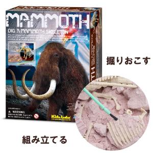 4M 発掘・組立て マンモス スケルトン（8歳から）【店頭受取も可 吹田】｜mottozutto