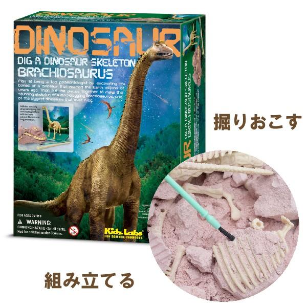 4M 発掘・組立て ブラキオサウルス スケルトン（8歳から）【店頭受取も可 吹田】