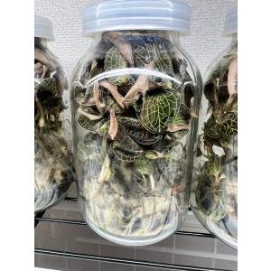 ジュエルオーキッド 薬王金線蓮 Anoectochilus roxburghii 組織培養フラスコ苗