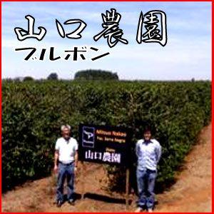 日本人が作ったブラジルコーヒー「山口農園ブルボン」500g