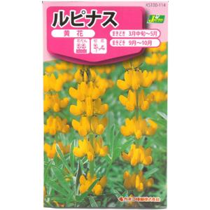 【カネコ種苗の花の種】ルピナス 黄花　No.114