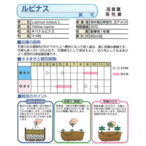 【カネコ種苗の花の種】ルピナス 黄花 No.114の詳細画像1