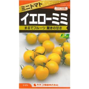 【カネコ種苗の野菜の種】 ミニトマト イエローミミ　No.208　フルーツ感覚の甘さ、 明るいイエロ...