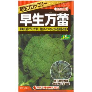 【カネコ種苗の野菜の種】ブロッコリー　早生万蕾　頂花蕾から側枝花蕾までの長期多収種