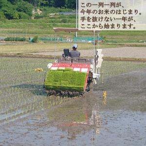 にじのきらめき 10kg 令和8年度 農家直送...の詳細画像4