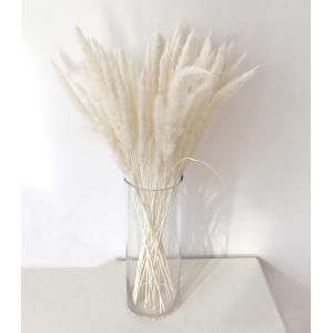 ドライフラワー パンパスグラス 干し花 観葉植物...の商品画像