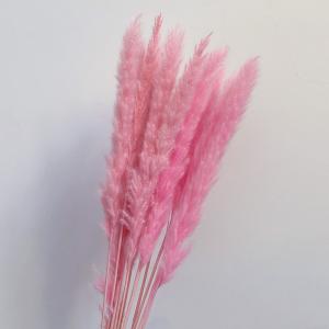 ドライフラワー パンパスグラス 干し花 観葉植...の詳細画像2