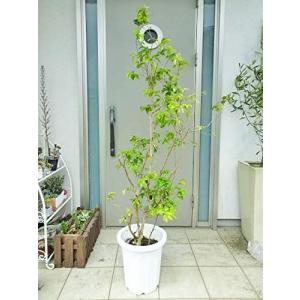 ジャボチカバの商品一覧 通販 Yahoo ショッピング