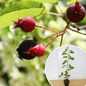 白い花 6月 観葉植物 の商品一覧 花 ガーデニング 通販 Yahoo ショッピング