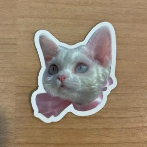 猫ミーム ステッカー 1枚 シール ピンク｜mts-store