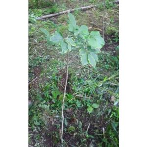 コシアブラ苗　樹高110cm前後 1株 　