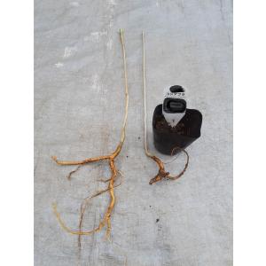 コシアブラ苗 樹高110cm前後 1株の詳細画像1