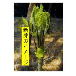 コシアブラ苗 樹高110cm前後 1株の詳細画像2