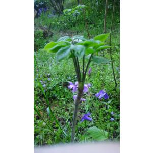 コシアブラ苗 樹高110cm前後 1株の詳細画像3