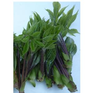 コシアブラ苗 樹高110cm前後 1株の詳細画像4