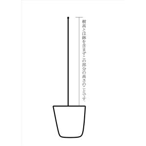 コシアブラ苗 樹高110cm前後 1株の詳細画像5