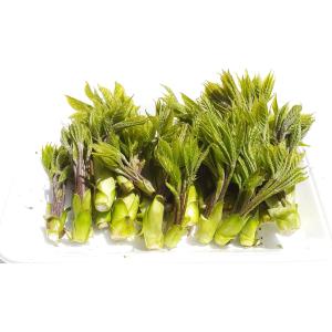 山菜コシアブラ　300g 　クール便　
