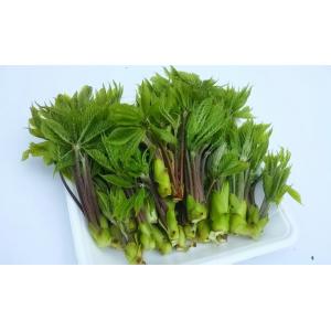 山菜コシアブラ　500g 　クール便　