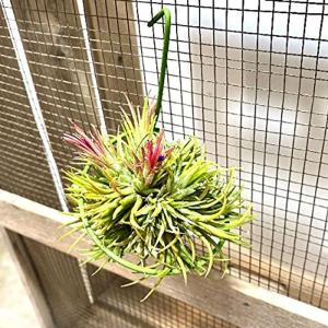 エアプランツ ティランジア チランジア・ドゥラティー 現品 室内 育て ...