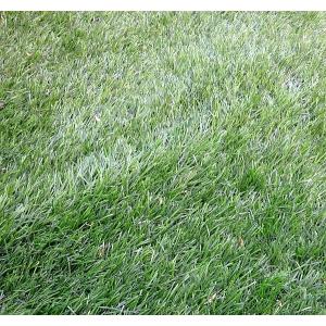 高麗芝のランキングtop53 人気売れ筋ランキング Yahoo ショッピング